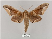 藏品(白點天蛾 )的圖片