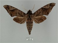 藏品(全緣缺角天蛾)的圖片