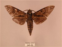 藏品(白星天蛾)的圖片