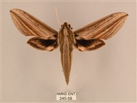 藏品(棕綠背線天蛾)的圖片