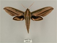 藏品(棕綠背線天蛾)的圖片