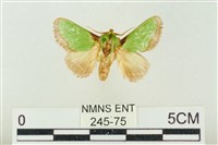 藏品(素木綠刺蛾)的圖片