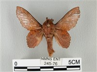 藏品(鋸緣枯葉蛾)的圖片