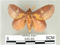 藏品(竹黃斜帶枯葉蛾)的圖片