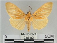 藏品(橙擬燈蛾)的圖片