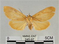 藏品(橙擬燈蛾)的圖片