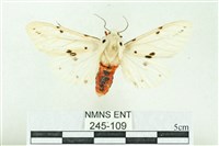 藏品(菊池污燈蛾)的圖片