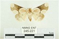 藏品(臺灣斑蕊夜蛾)的圖片