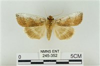 藏品(臺洒波紋蛾)的圖片