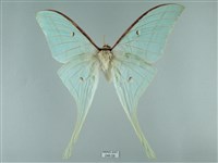 藏品(長尾水青蛾)的圖片