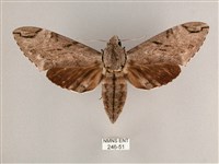 藏品(細斜紋霜天蛾)的圖片