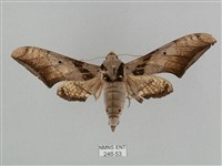 藏品(黑帶鷹翅天蛾)的圖片