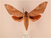 藏品(波紋豆天蛾)的圖片