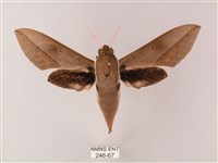 藏品(斜線天蛾)的圖片