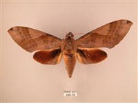 藏品(波紋豆天蛾)的圖片