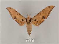 藏品(裂斑鷹翅天蛾)的圖片