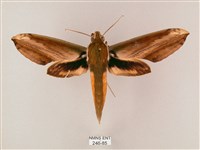 藏品(綠背斜紋天蛾)的圖片