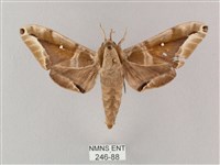 藏品(白點天蛾 )的圖片