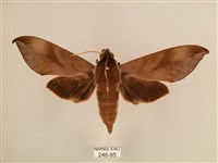 藏品(背中白天蛾)的圖片