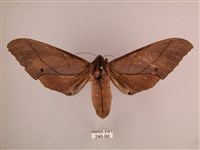 藏品(直翅六點天蛾)的圖片