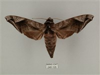 藏品(全緣缺角天蛾)的圖片