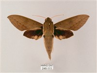 藏品(間斷斜紋天蛾)的圖片