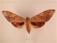 藏品(波紋豆天蛾)的圖片