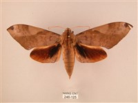 藏品(波紋豆天蛾)的圖片