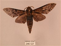 藏品(白星天蛾)的圖片