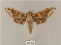 藏品(白點天蛾 )的圖片