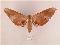 藏品(栗六點天蛾)的圖片