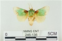 藏品(基褐綠刺蛾)的圖片