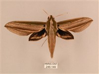 藏品(棕綠背線天蛾)的圖片