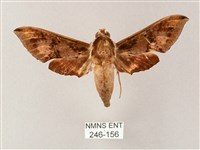 藏品(雙斑白肩天蛾)的圖片