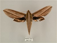 藏品(棕綠背線天蛾)的圖片