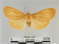 藏品(橙擬燈蛾)的圖片