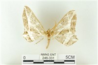 藏品(樹形尺蛾)的圖片