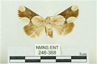 藏品(臺灣斑蕊夜蛾)的圖片