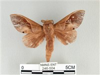 藏品(大褐斑枯葉蛾)的圖片