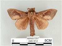 藏品(大褐斑枯葉蛾)的圖片