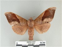 藏品(大褐斑枯葉蛾)的圖片