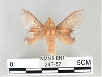 藏品(緣斑枯葉蛾)的圖片