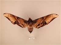 藏品(臀角斑天蛾)的圖片