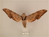 藏品(臺灣鷹翅天蛾)的圖片