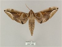 藏品(白點天蛾 )的圖片