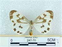 藏品(粉蝶燈蛾)的圖片