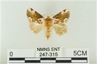 藏品(大斑波紋蛾)的圖片