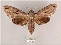 藏品(細斜紋霜天蛾)的圖片