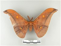 藏品(紅目天蠶蛾)的圖片