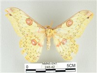 藏品(黃豹天蠶蛾)的圖片